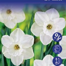 8718641999622 1 Daffodil Stainless Bulbs.jpg